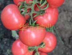 高产抗病越夏粉果番茄种子—粉世佳