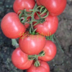 高产抗病越夏粉果番茄种子—粉世佳