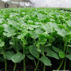 安信种苗大量供应质优价廉的嫁接西瓜苗