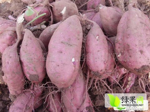 2015年山东岱岳鲁薯系列价格