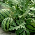 河南夏邑本合作社种植百亩西瓜大棚