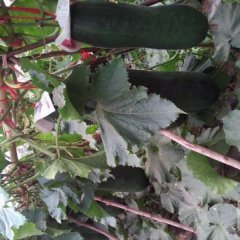 海南儋州市王五镇3月黑优大冬瓜