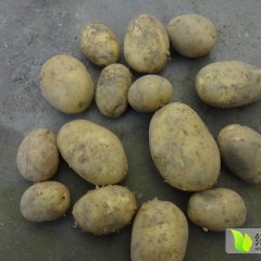 来宾市兴宾区蒙村乡冬种的优质马铃薯