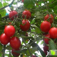 山东莘县圣女果基地，千禧、圆粉、贝贝等大量上市