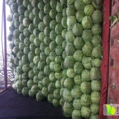 山东金乡甘蓝中甘-8398大量上市