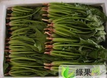 山东金乡大量供应优质菠菜、香菜、