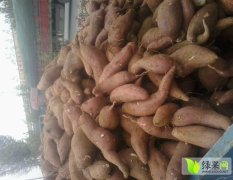 邹城张庄高明3月商品型加工型种红薯种苗