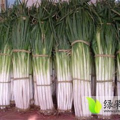 江苏张家港种植千亩大葱 价格可面议