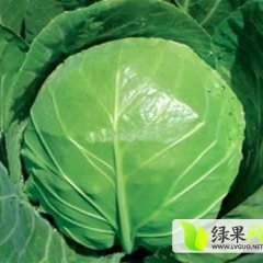 郯城红花镇甘蓝火热上市