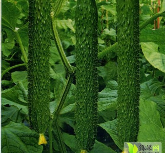 2015年山东莘县中农106黄瓜价格