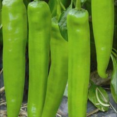 昌乐前赵赵延民4月辣椒