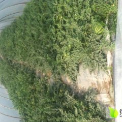 云南西双版纳自家种植西瓜