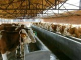 山西金鼎大型牛养牛场西门塔尔牛养殖