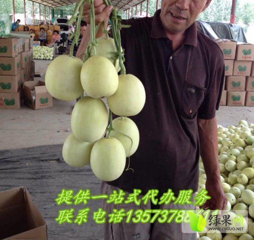 2015年山东章丘景甜5号价格