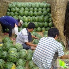 河北饶阳京欣系列西瓜开始上市啦价格0.9
