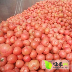 供应山东费县硬粉毛粉西红柿
