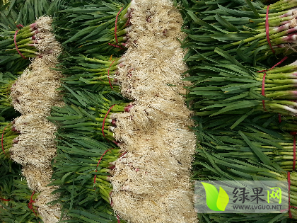 2014年江苏丰县 四季蒜苗价格