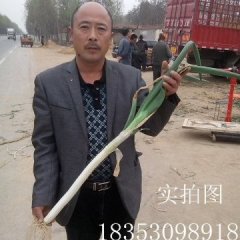 牡丹大葱绿色无公害,马岭周发山诚信合作