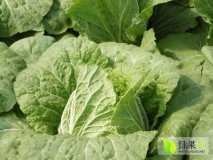 2014年山东平度87-114白菜价格