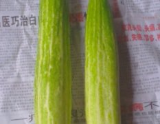 广西龙州中农106黄瓜统货收购价格