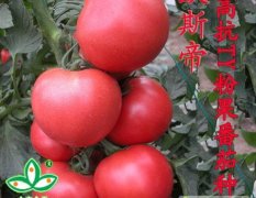 北京海淀欧斯帝番茄种子
