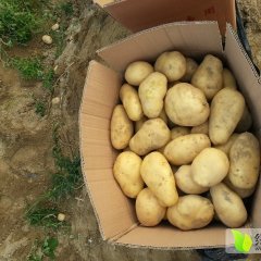 广东荷兰十五土豆 2俩统装 0.8元