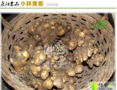 常年出售杭州特产 小林黄姜