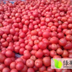 河南通许硬粉西红柿价格0.65元