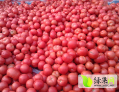 河南通许硬粉西红柿价格0.65元