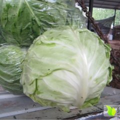 金乡鸡黍王启发3月中甘21甘蓝