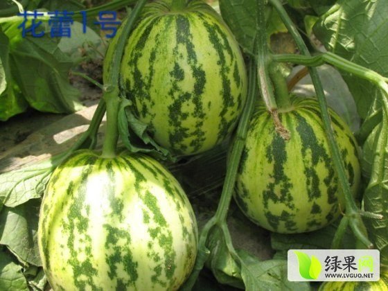 2014年山东莘县花蕾甜瓜价格
