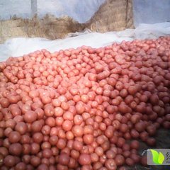 费县薛庄硬粉西红柿量大