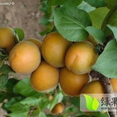 陕西陆地金太阳杏上市价格