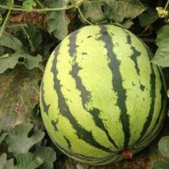 云南勐海8424西瓜名优产品