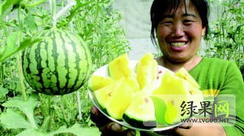 小兰富硒西瓜价格