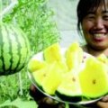 济南市济阳县仁风西瓜品质优良侯清祥诚信合作