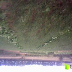 双阳其他蔬菜是名优特产,齐家赵志强诚信合作