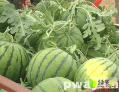 江北第一大瓜菜批发市场 昌乐西瓜