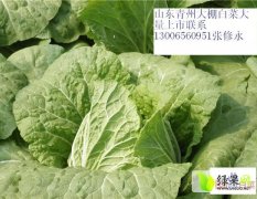 2015青州优质大白菜已上市