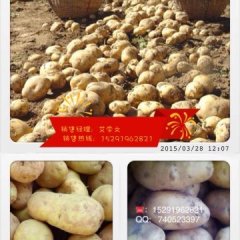 圆红 肥大而匀称 无虫咬红皮 土豆之乡定西
