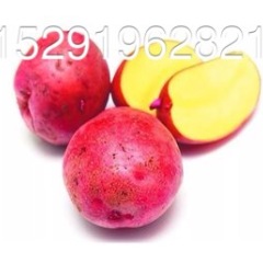 朝阳菜市艾学文4月红皮土豆