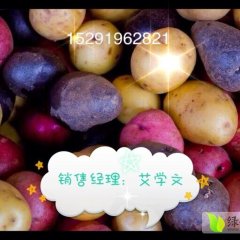 陇西土豆产销两旺农产艾先生诚信合作