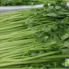 2014东昌府芹菜抓住商机无限