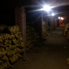 元氏红薯品质优良,武庄李思梦诚信合作