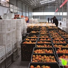 中国冰糖橙之乡-----麻阳