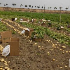 云南石屏丽薯、宣薯等品种土豆大量成熟待售