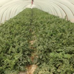 云南勐海麒麟西瓜品质优良