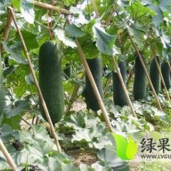 海南冬瓜 大量上市 诚信合作