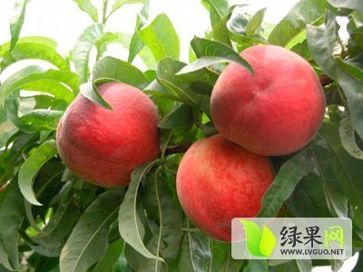 2015年山东费县春雪价格