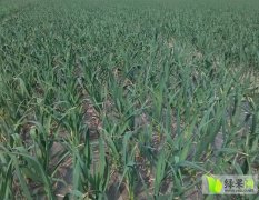 金乡大蒜周士超4月金乡蒜苔蒜薹
